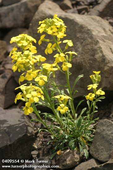 Erysimum arenicola