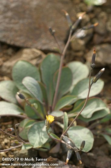 Crepis nana