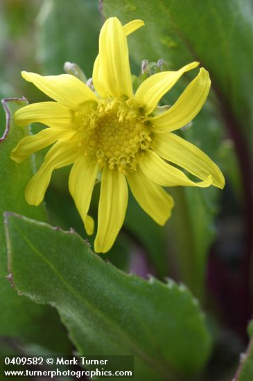 Senecio neowebsteri