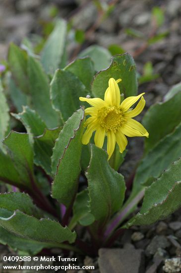 Senecio neowebsteri