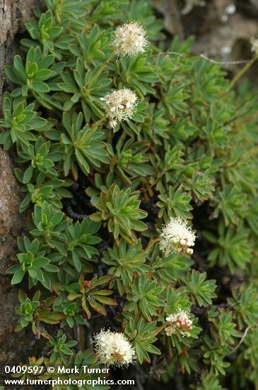 Petrophytum hendersonii (Petrophyton hendersonii)
