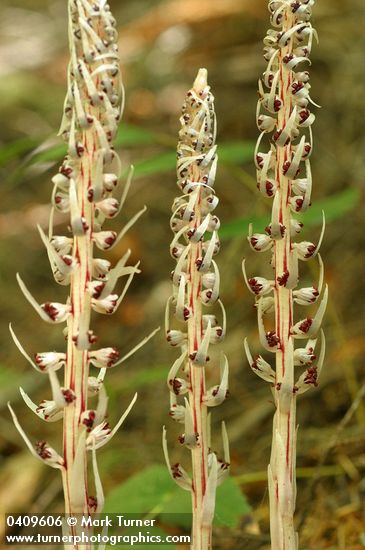 Allotropa virgata