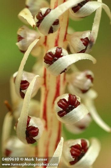 Allotropa virgata