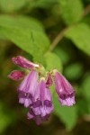 Woodland Penstemon