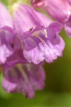 Woodland Penstemon blossoms extreme detail