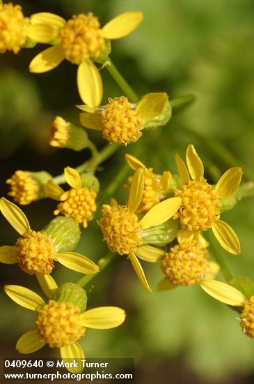 Packera flettii (Senecio flettii)