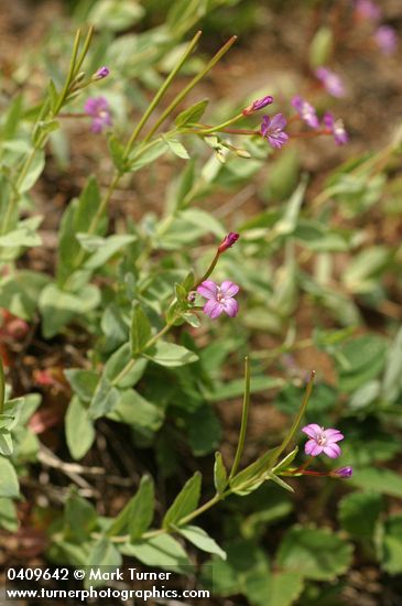 Epilobium oregonense