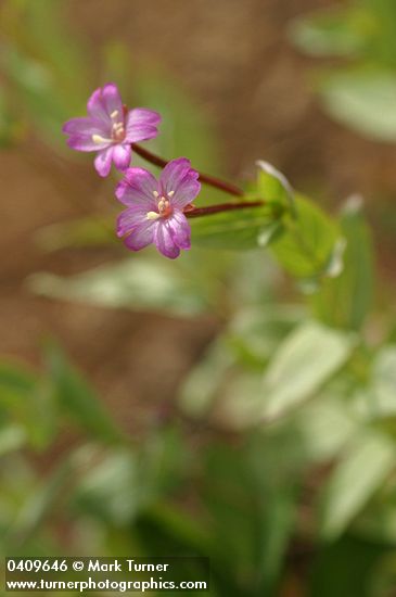 Epilobium oregonense