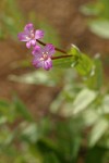 Oregon Willowherb blossoms & foliage detail