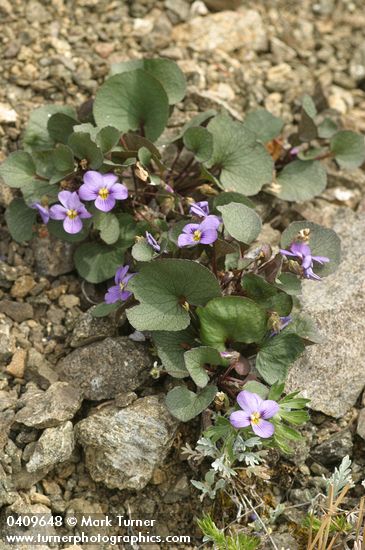 Viola flettii