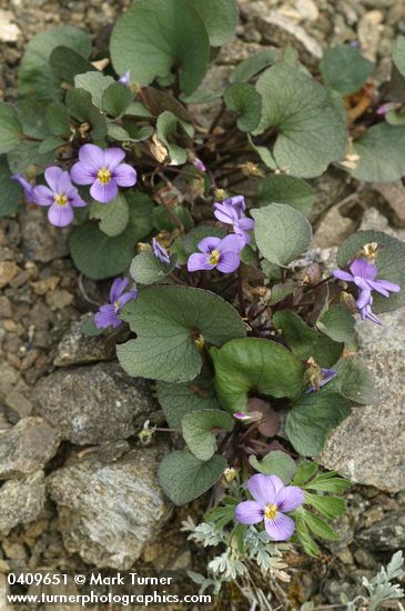 Viola flettii
