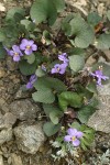 Olympic Violet (Flett's Violet)