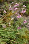 Nodding Onions