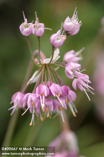 Allium cernuum