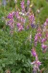 Western Sweetvetch