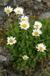 Olympic Mountain Fleabane