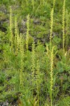 Short-spurred Rein Orchids