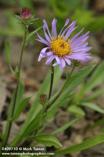 Symphyotrichum foliaceum var. foliaceum (Aster foliaceus)