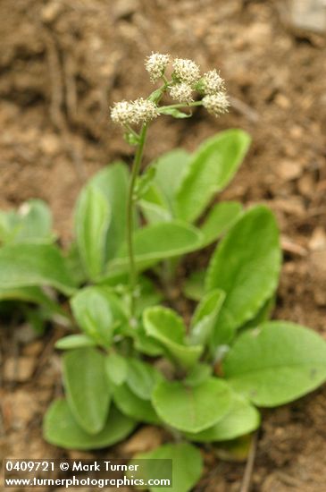 Antennaria racemosa