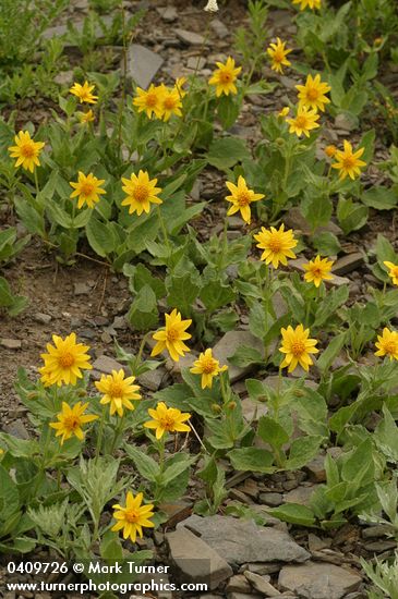 Arnica mollis