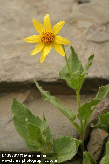 Arnica mollis
