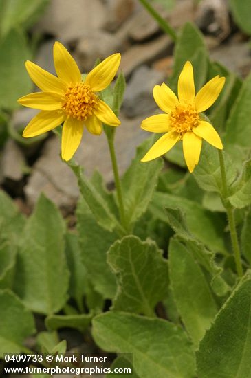 Arnica mollis