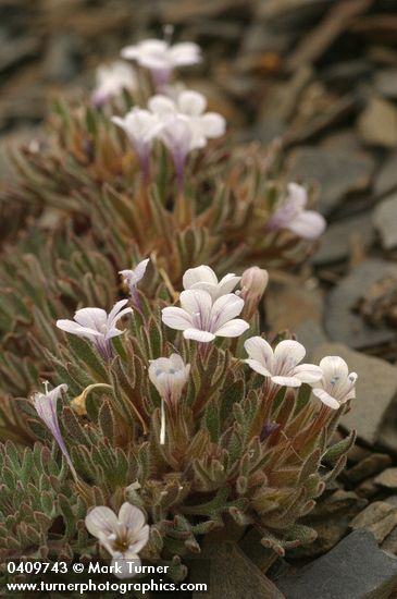 Collomia debilis