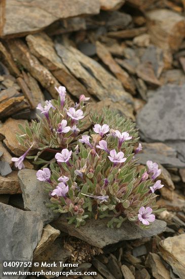 Collomia debilis