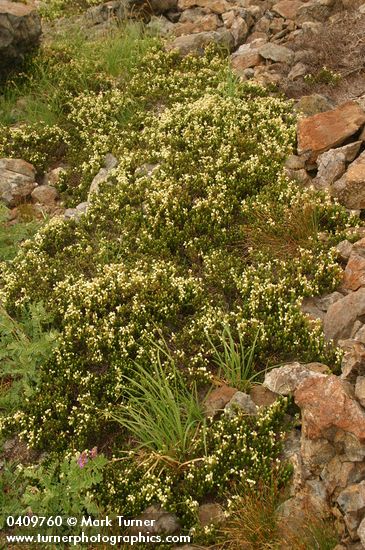 Phyllodoce glanduliflora