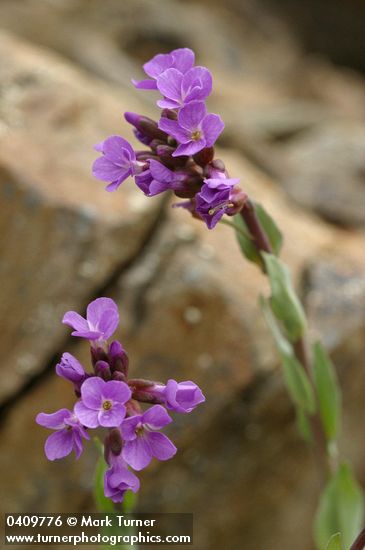 Arabis lyallii