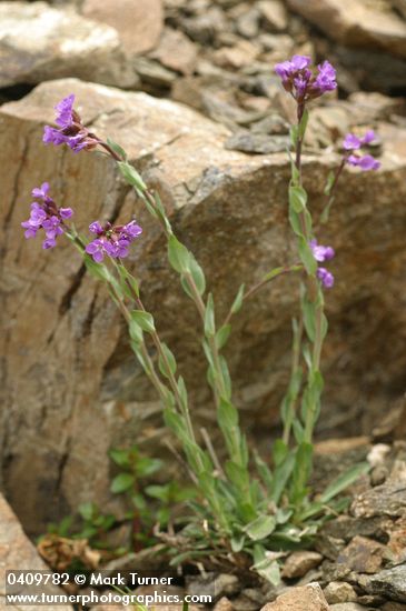 Arabis lyallii