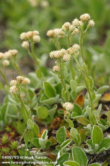Antennaria racemosa