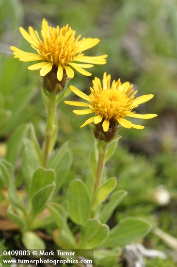 Tonestus lyallii (Haplopappus lyallii)