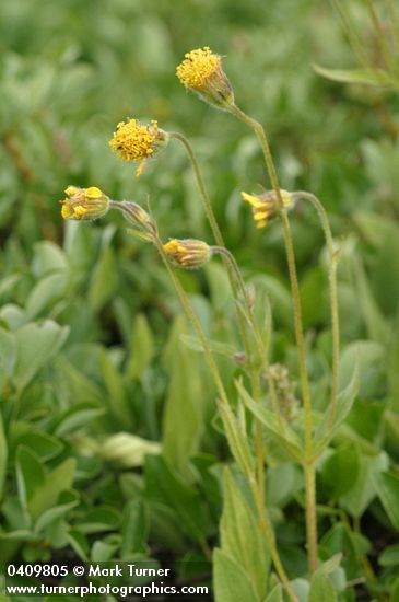 Arnica parryi