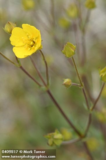 Potentilla diversifolia