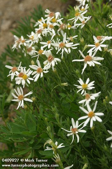Eucephalus paucicapitatus (Aster paucicapitatus)