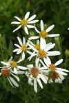 Olympic Aster blossoms detail