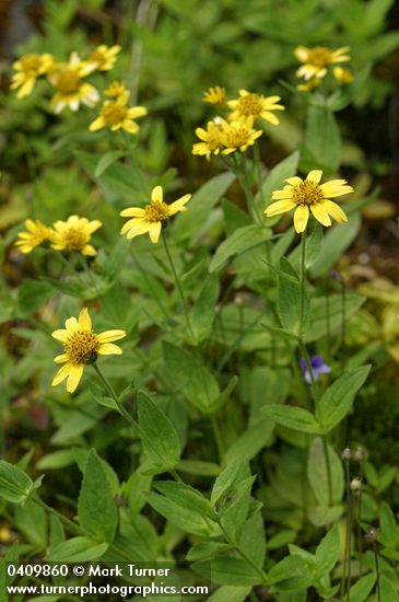 Arnica amplexicaulis