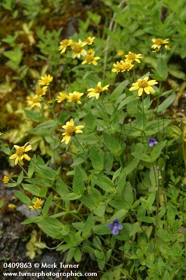 Arnica amplexicaulis