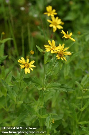 Arnica amplexicaulis