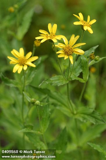Arnica amplexicaulis