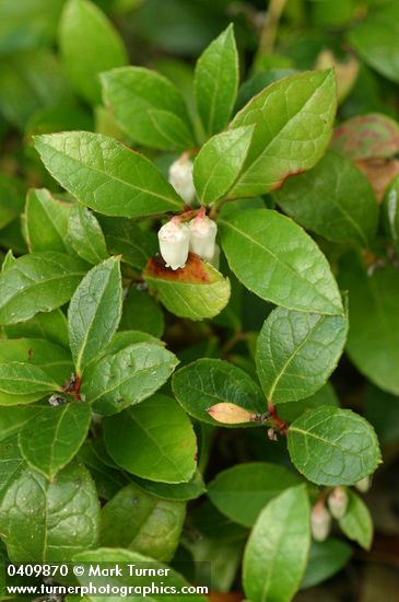 Gaultheria procumbens