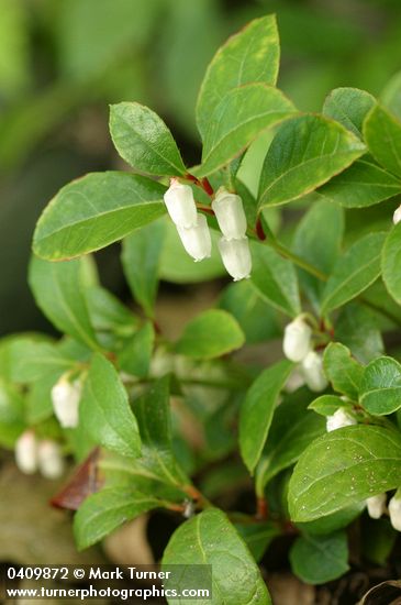 Gaultheria procumbens
