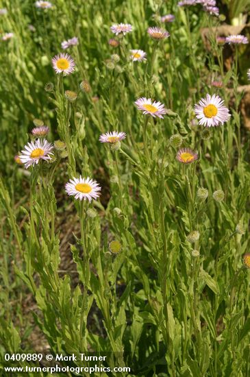 Erigeron aliceae