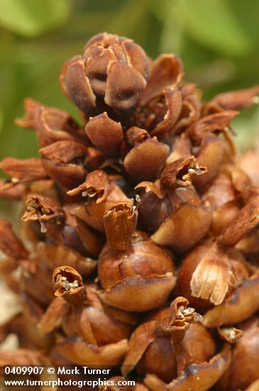 Boschniakia strobilacea