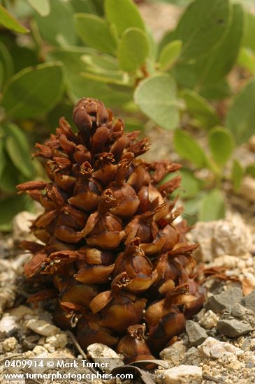 Boschniakia strobilacea