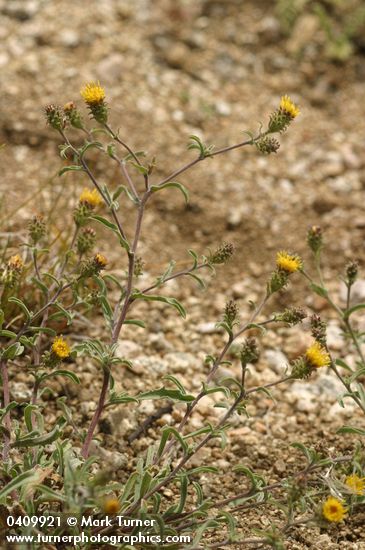 Machaeranthera canescens ssp. canescens var. shastensis