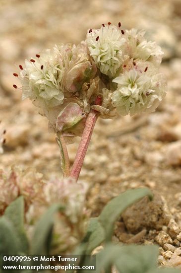 Cistanthe monosperma