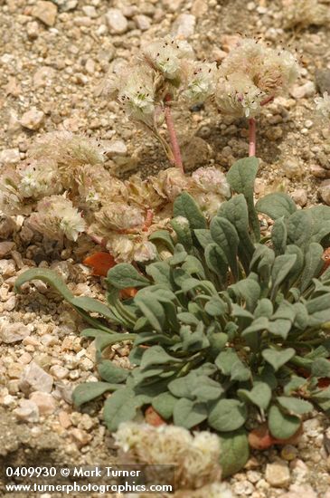 Cistanthe monosperma