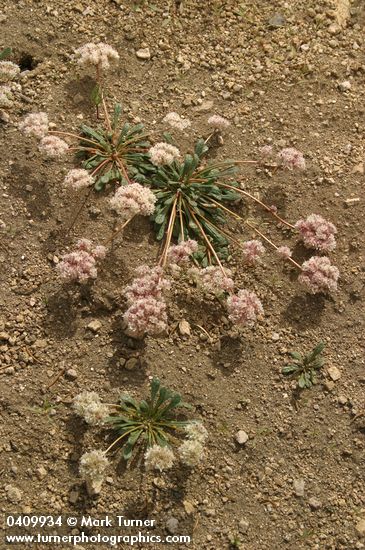 Cistanthe monosperma